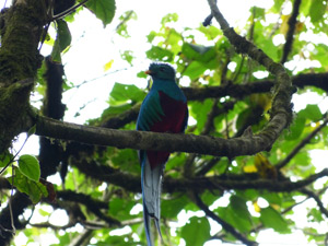 quetzal